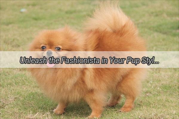 Unleash the Fashionista in Your Pup Stylish Doggie Outfits at Unbeatable Discounts